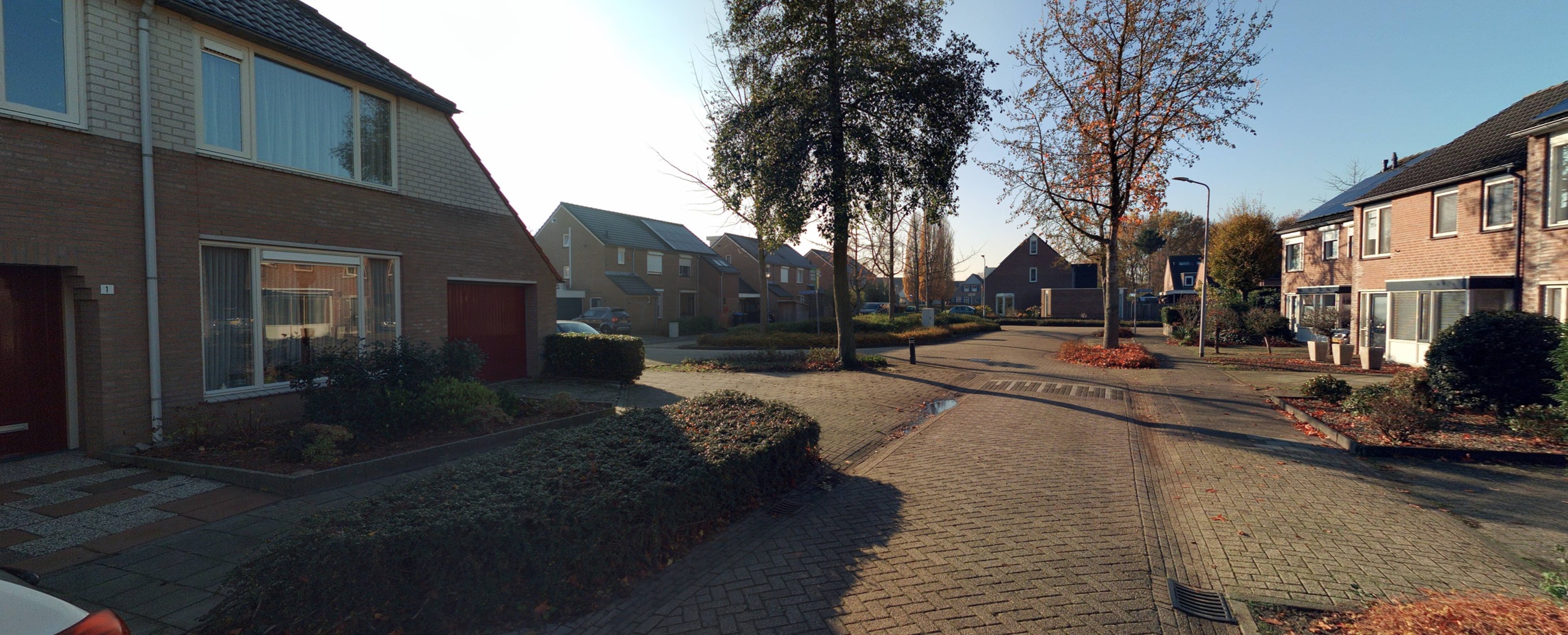 Bladkoninkje 1