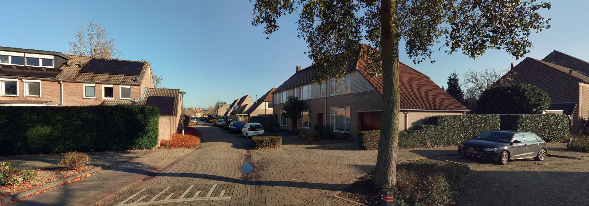 Bladkoninkje 1